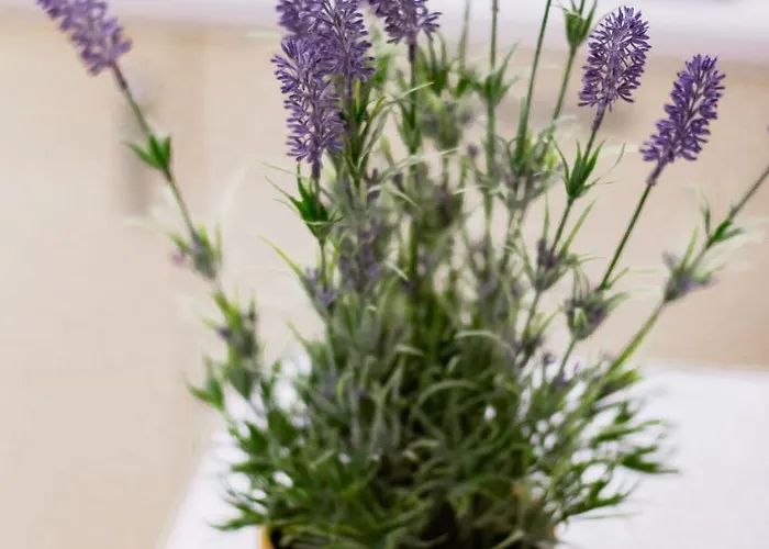 Rose D'opera Appartement