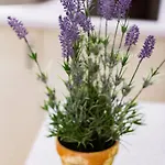 Rose D'opera Apartament